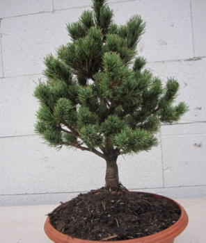 Pinus parviflora Hagoromo 1